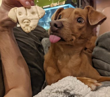 Dog with tongue sticking out looks at cookie of self