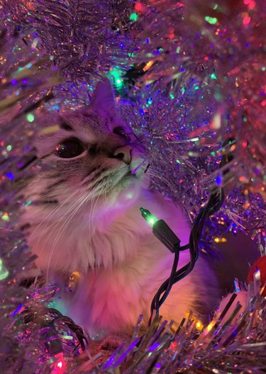 cat in Christmas tree marvels at twinkling lights