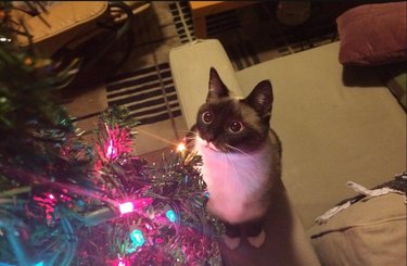 Siamese cat stares at Christmas tree lights