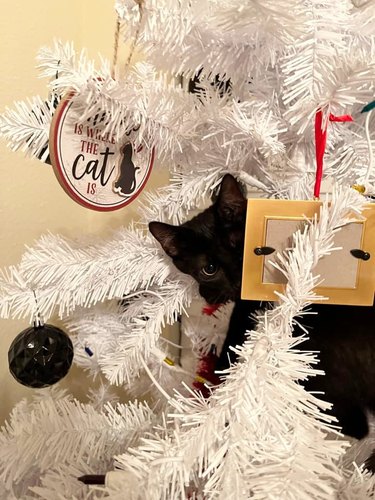 black cat hides in white Christmas tree