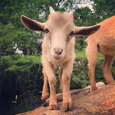 baby goat with big ears