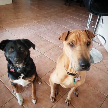 Greyhound/Shar Pei dog mix