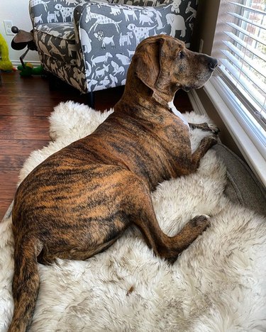 Dachshund and great dane 2024 mix