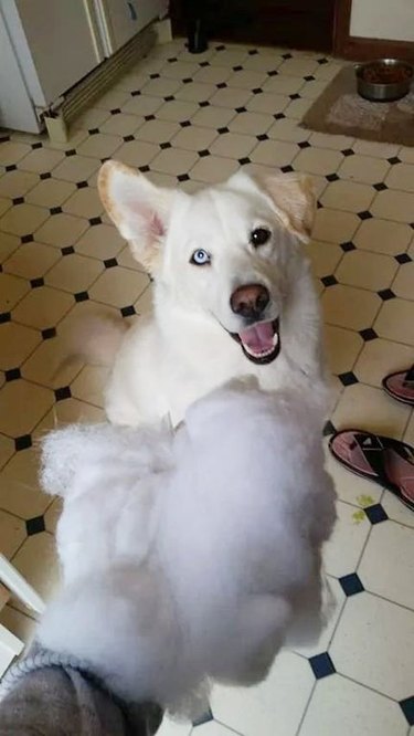 Husky/Labrador dog mix