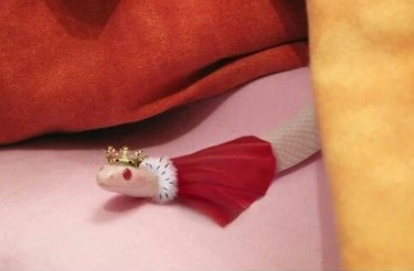 snake wearing little tiny crown and cape