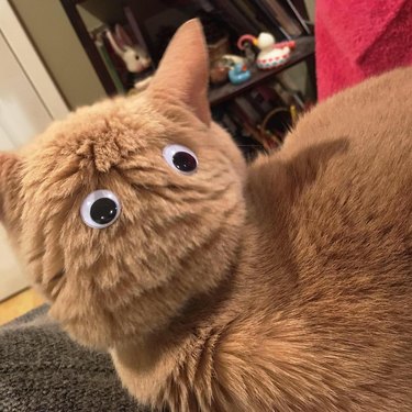 cat with googly eyes on back of head