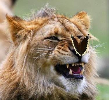 butterfly on lion's nose