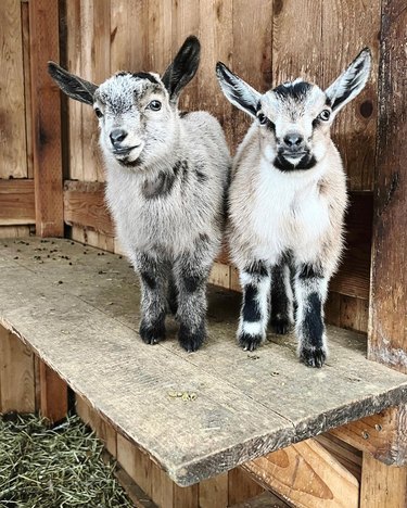 two adorable baby goats say hello