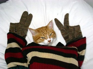 sweater draped over cat