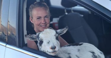 goat rides in passenger seat of car
