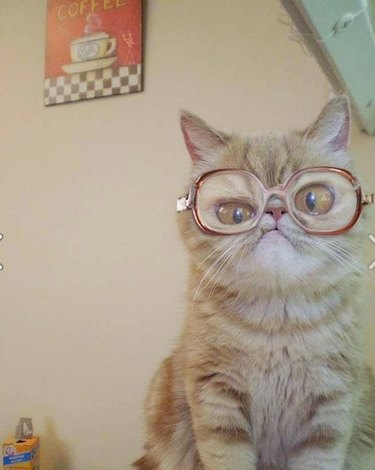 cat wearing eyeglasses