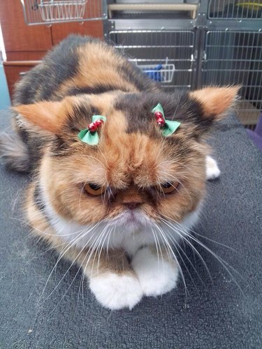 cat hates dressing up for christmas