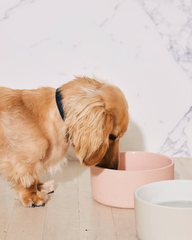 heavy ceramic dog bowl