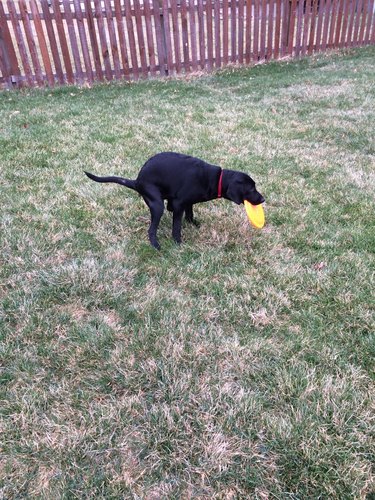dog pooping while holding a frisbee in mouth