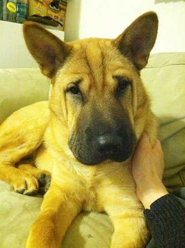 German Shepherd/Chow Chow dog mix