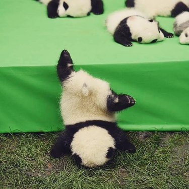 clumsy panda