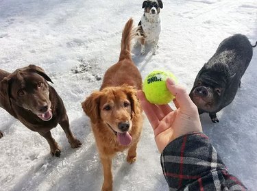 Three dogs and a pig wait for a tennis ball to be thrown.