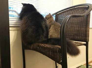 A cat and a kitten sitting side by side, staring out a window.