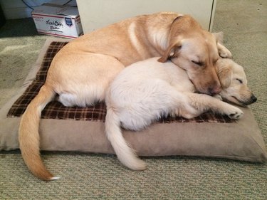 Two dogs cuddling.