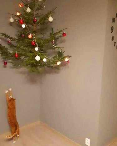 christmas tree hung from ceiling to keep cats away