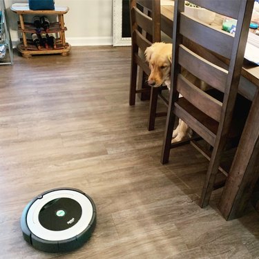 dog wary of roomba vac