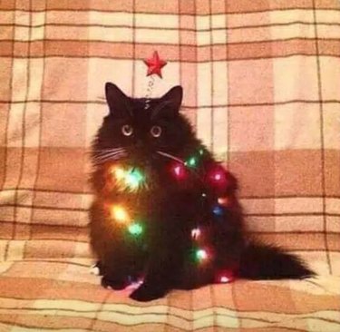 cat dressed up as Christmas tree