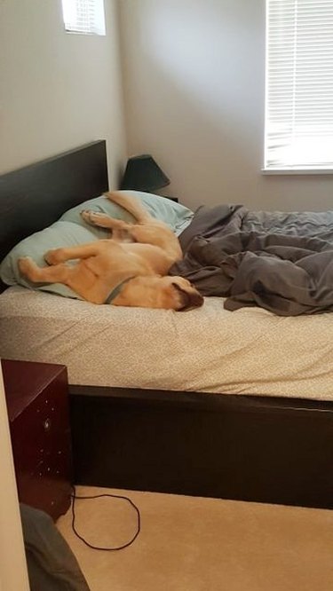 dog takes extra space in bed when humans get up in the morning