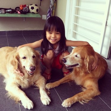 Little girl with two big dogs.