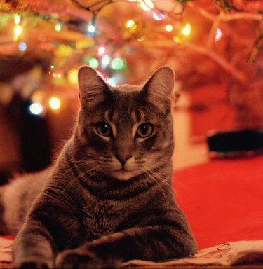 cat posing for picture in front of the Christmas tree