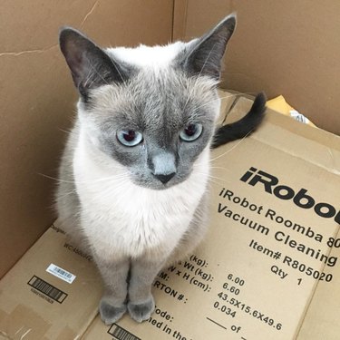 cat sitting on iRobot Roomba box