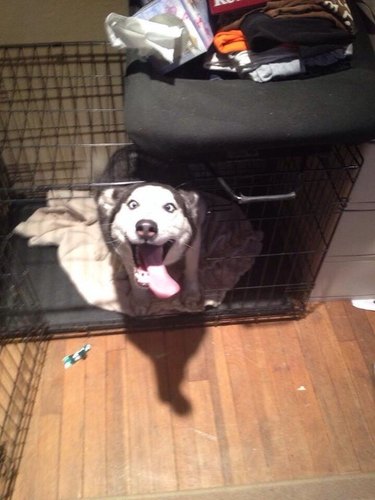 Dog in kennel excited to see their person