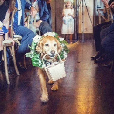 Dog carrying basket with wedding rings down the aisle.