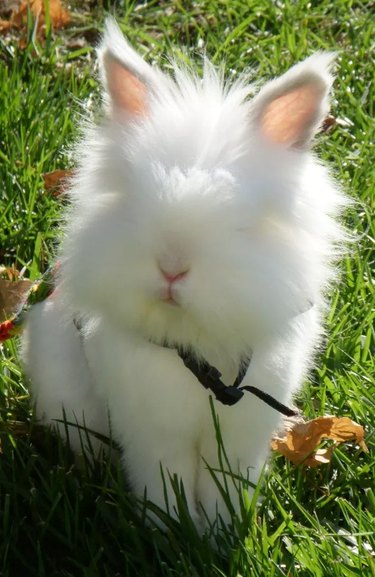 Very fluffy bunny