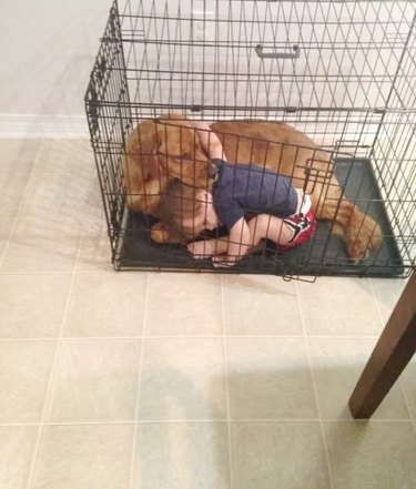 boy climbs into dog's crate