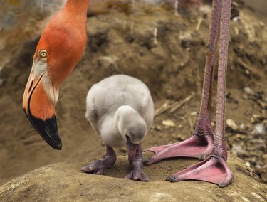 pink flamingo chick with her mom