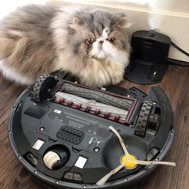 cat flips roomba vac over