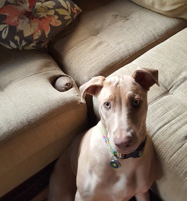 Dog next to couch with indentation containing a coconut. Caption: My dog chewed a hole in our couch and "buried" his coconut in it.