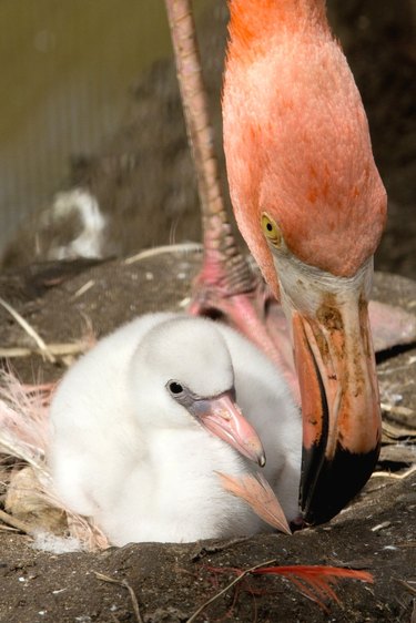 pink flamingo and pink flamingo chick