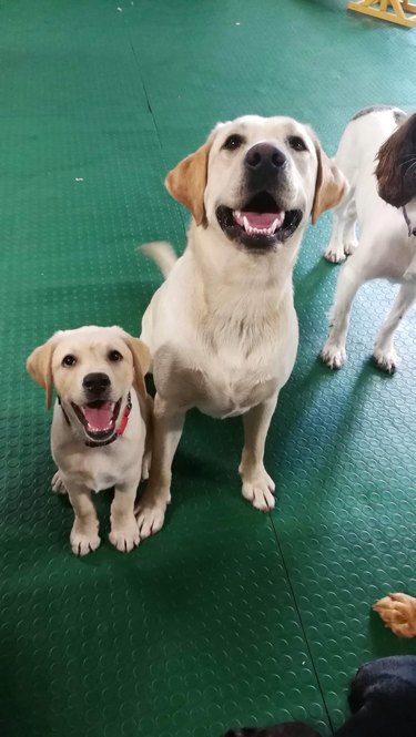Two dogs at a dog daycare.