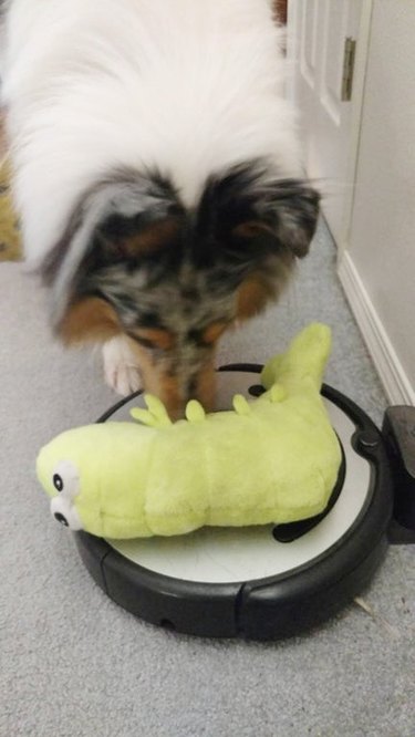 Dog trying to get Roomba to play.