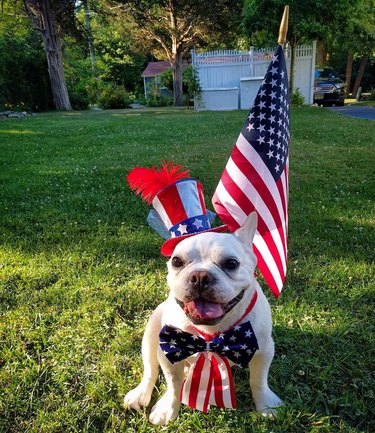 dog loves 4th of July