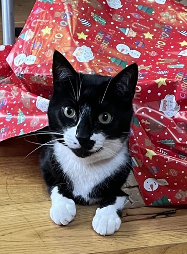 Tuxedo cat wearing cape made of wrapping paper.