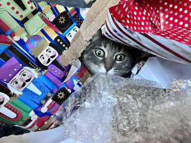 Cat overwhelmed by pile of Christmas wrapping paper.