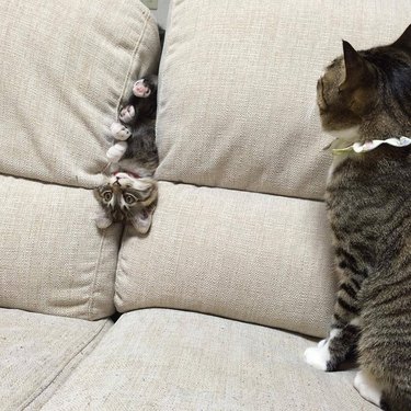 cat upside down in couch