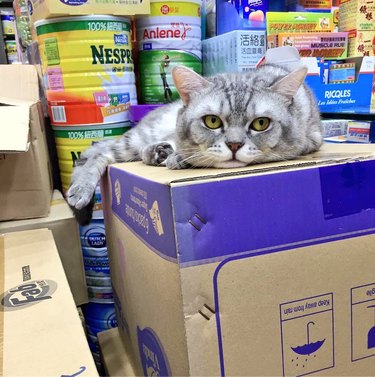 bodega cat sleeping on box