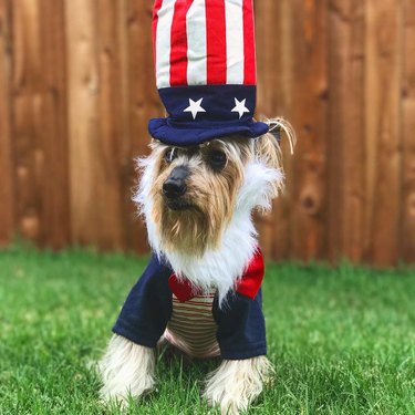 dog dressed as Uncle Sam