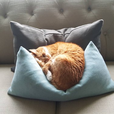 orange cat sleeping on pillow