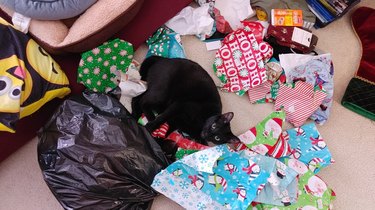 Black cat jumps into trash bag full of wrapping paper.