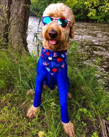 dog rocking USA sunglasses