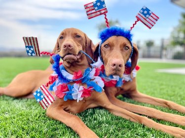 dogs dressed in red, white & blue